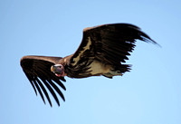 Kenya - Lappet-Faced Vulture in Flight