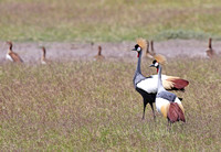 Amboseli — Balearica regulorum Pair