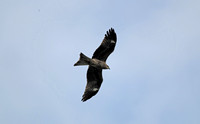 Hong Kong - Milvus lineatus 黑耳鸢 (Black-Eared Kite)