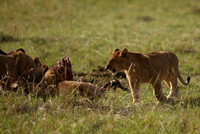 Kenya - A Lion Breakfast of Zebra