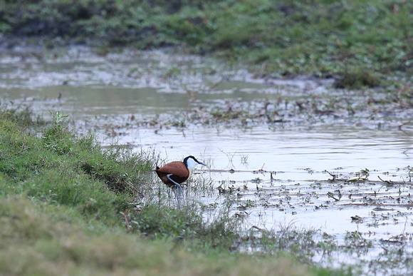 Actophilornis africanus