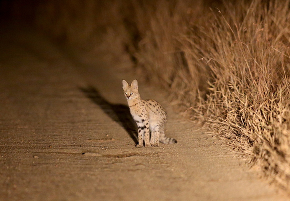 First Serval Sighting