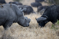 White Rhino vs African Buffalo