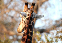 Nestled Oxpecker