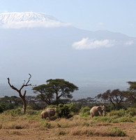 Amboseli — Zeiss 135mm Kilimanjaro and Elephants