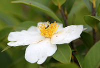 Hong Kong - Grantham's Camellia with a Red Tick and an Ant