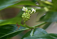 Singapore - Morinda citrifolia & Oecophylla smaragdina