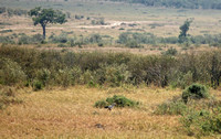 Kenya - Sagittarius in Tall Grass