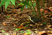 Singapore - Amaurornis phoenicurus in the National Botanic Gardens