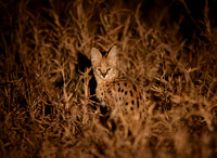 Trackside Serval