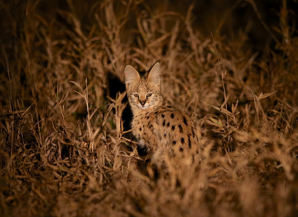 Trackside Serval