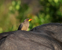 Kenya - African Buffalo & Yellow-Billed Oxpeckers