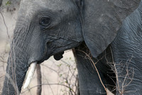 Éléphant Gros Plan