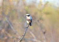 Eurocephalus anguitimens