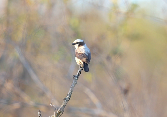 Eurocephalus anguitimens