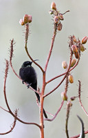 Nairobi - Male Nectarinia kilimensis