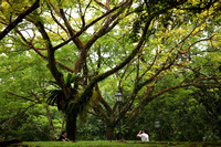 Singapore - Grand Old Trees