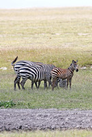 Amboseli — Equus quagga Near Lake Amboseli