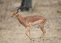 Small Impala Group