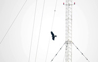 香港 - Milvus lineatus (Black Kite) by Tower Guy Wires