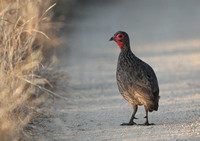 Swainson's Spurfowl