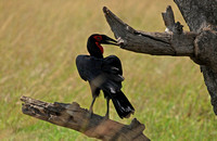 Rubbing the Beak