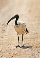 Amboseli — Threskiornis aethiopicus