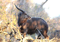 Male Tragelaphus angasii