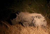 Wary White Rhino Calf