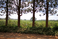 Central Kenya — Fertile Soil