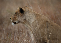 Female Panthera leo Profile